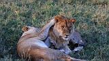 TANZANIA - Serengeti National Park - Leoni Lions - 74